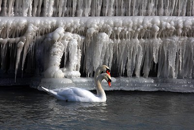 Iarna 2012 in 10 imagini Foto:Michael Schwartz